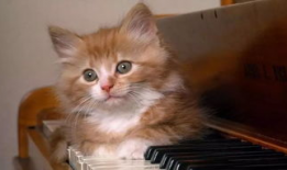 小猫咪可爱视频,小猫咪可爱视频集锦